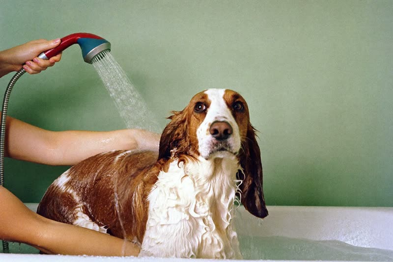 A spaniel being rinsed in the grooming bath