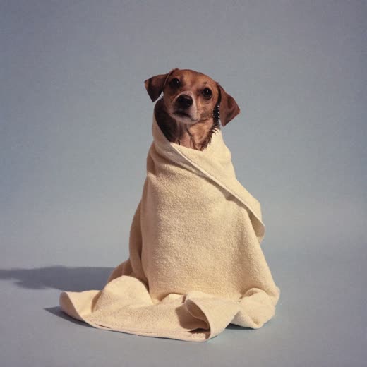 A small dog wrapped in a towel after its bath