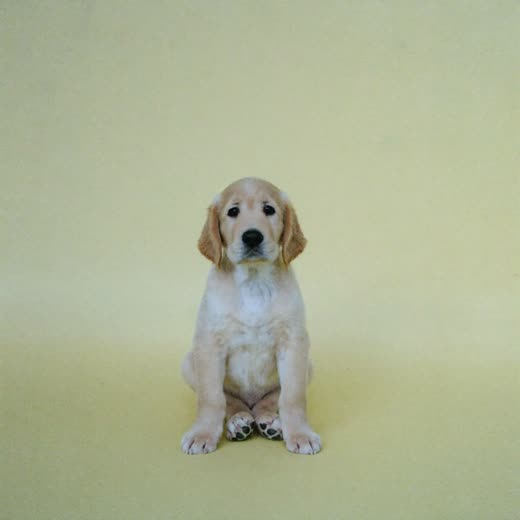 A young puppy sitting and looking at the camera